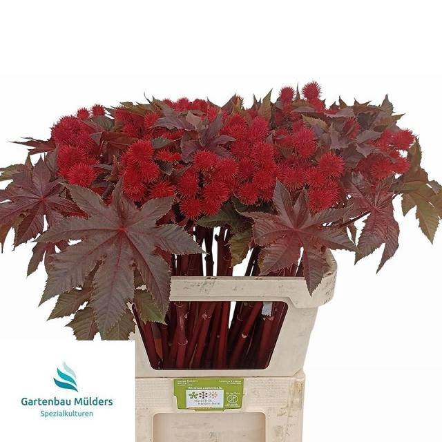 <h4>RICINUS COM IMPALA</h4>