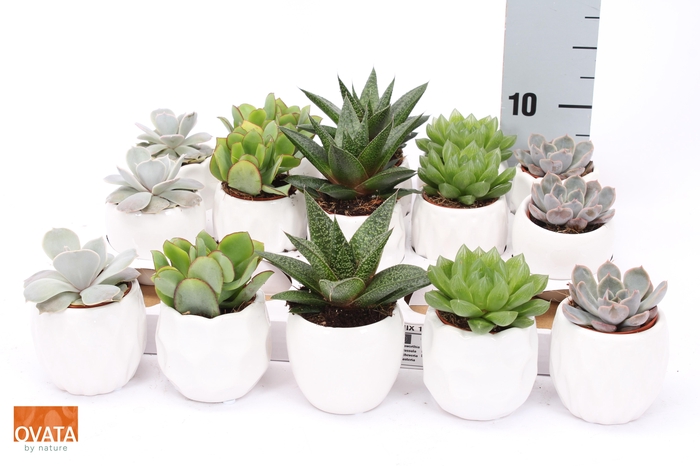 <h4>SUCC GEM 5 SRT</h4>