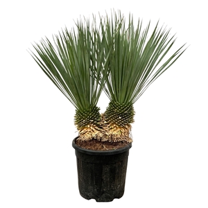 Yucca Rostrata double stam - 100cm