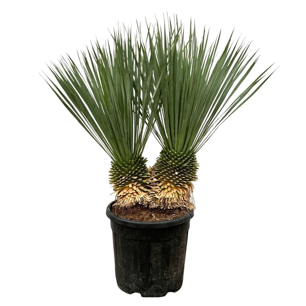 <h4>Yucca Rostrata double stam - 100cm</h4>