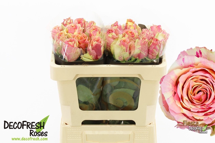 <h4>R Gr Fiesta</h4>