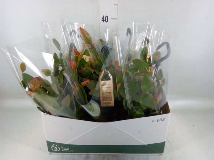 <h4>Rhipsalis elliptica</h4>