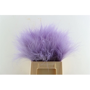 Dried Stypha Lavender(10 Toef) Bunch