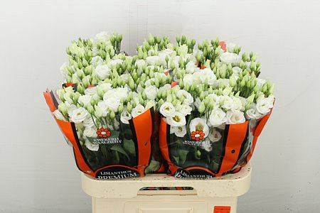 <h4>EUS G ROSI WHITE</h4>
