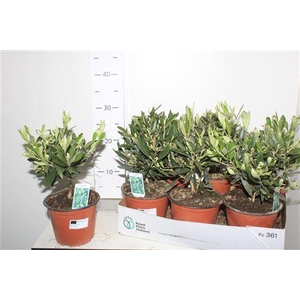 ** Olea Europaea * Spring Deal *