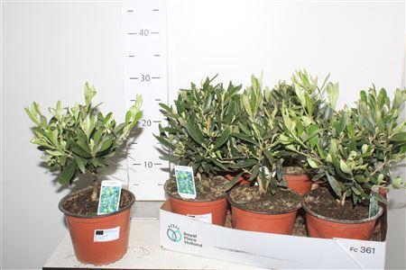 <h4>** Olea Europaea * Spring Deal *</h4>