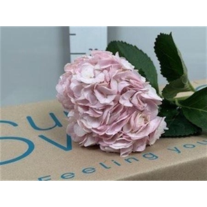 Hydr Select Light Rose