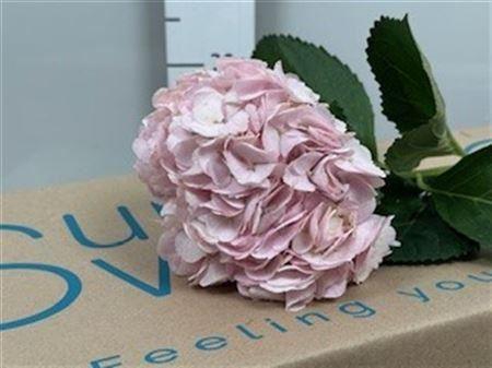 <h4>Hydr Select Light Rose</h4>