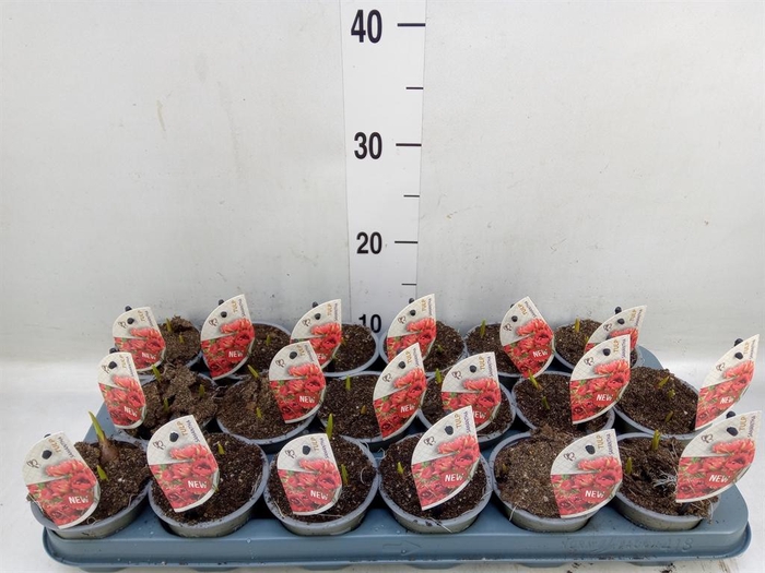 <h4>Tulipa   ...species</h4>