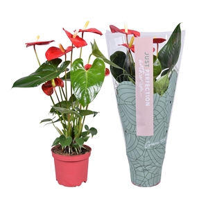 Anthurium Andr. Turenza