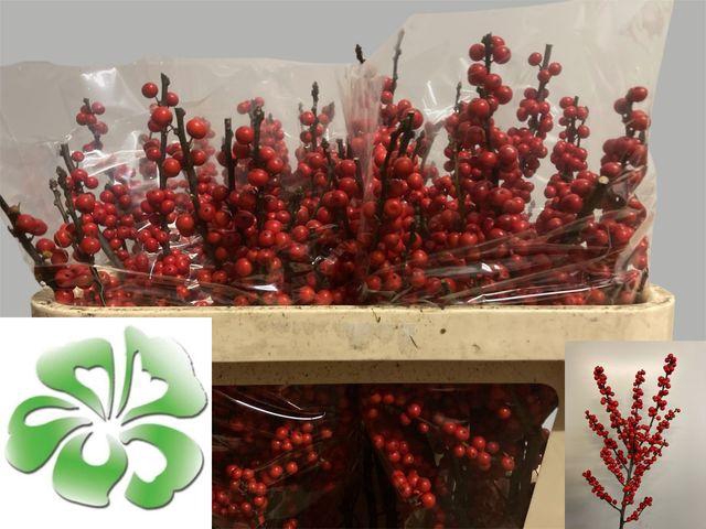 <h4>ILEX VE RODE BES</h4>