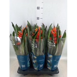 Aechmea  'Pepita Elegant Flames'