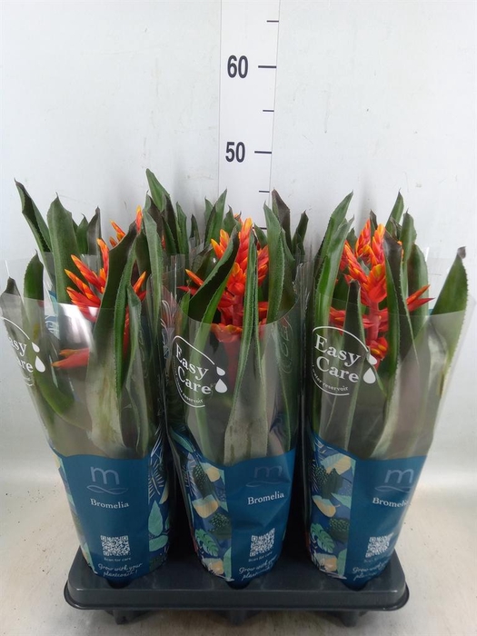 <h4>Aechmea  'Pepita Elegant Flames'</h4>