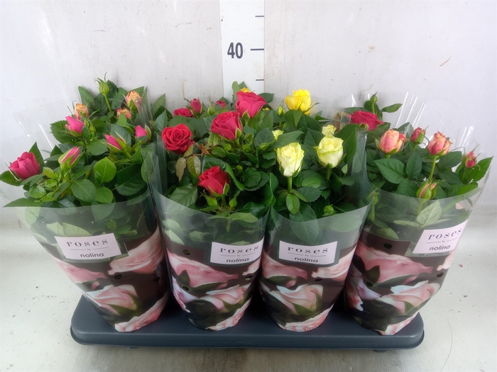 <h4>Rosa  'Patio-Hit'   ...mix 5</h4>