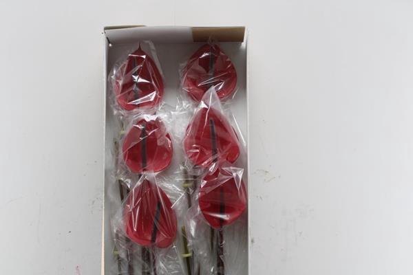 <h4>Anth A  Cerato Cerise X 12</h4>