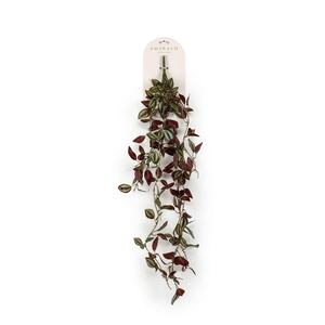 Tradescantia hangende struik grn/bu