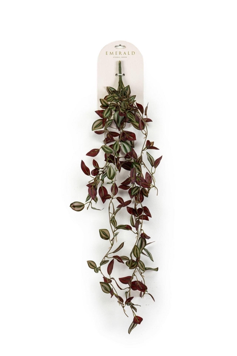 <h4>Tradescantia hangende struik grn/bu</h4>
