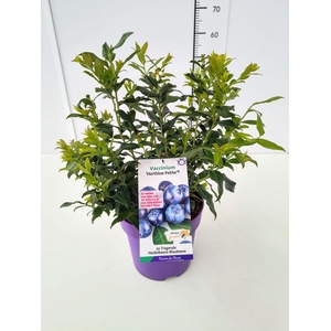Vaccinium cor. 'Hortblue Petite' 40-60C5