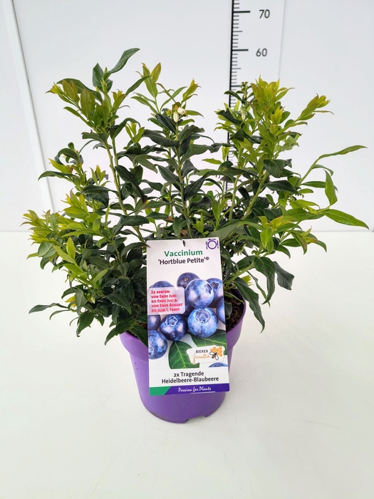 <h4>Vaccinium cor. 'Hortblue Petite' 40-60C5</h4>