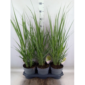 Panicum virgatum