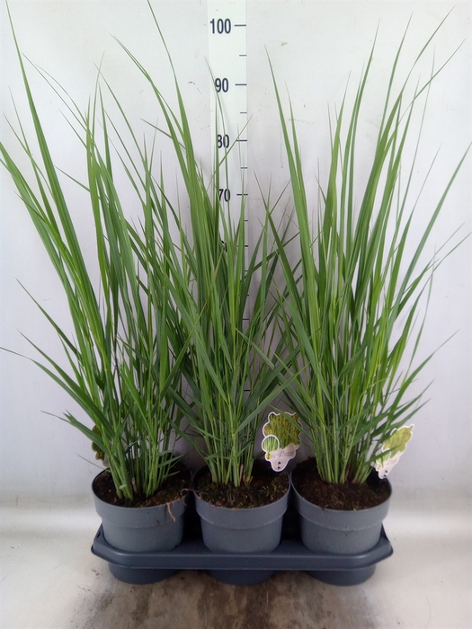 <h4>Panicum virgatum</h4>