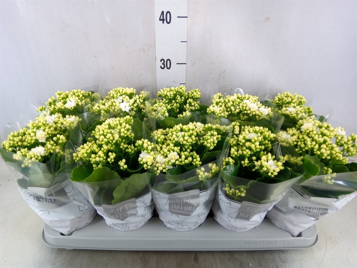 <h4>Kalanchoe blos. 'Perfecta White'</h4>