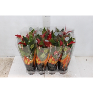ANTHURIUM BANDEROLA ROJA P09