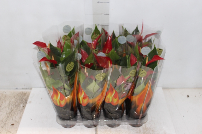 <h4>ANTHURIUM BANDEROLA ROJA P09</h4>