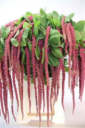 <h4>Amar Ca Red Cord</h4>