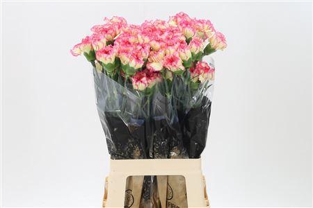 <h4>Di St Spritz</h4>