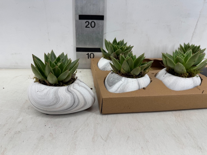 <h4>ARR SUCCULENTEN</h4>