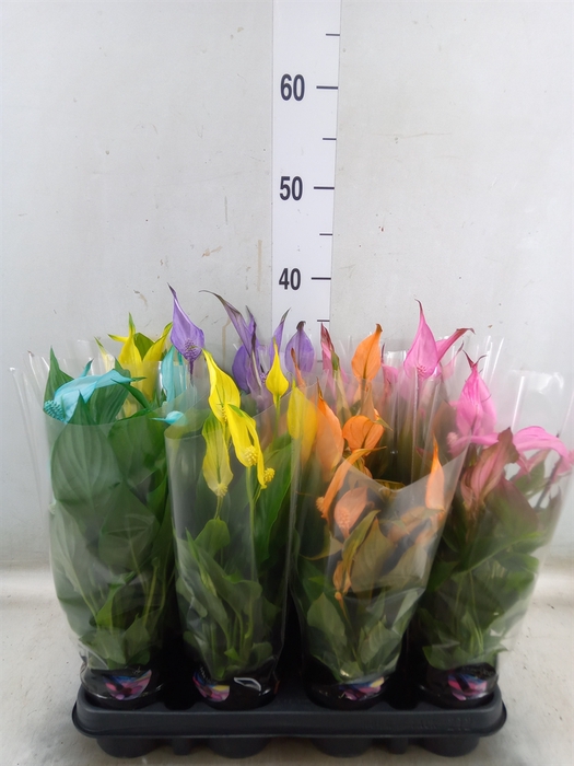 <h4>Spathiphyllum  'Chopin'</h4>