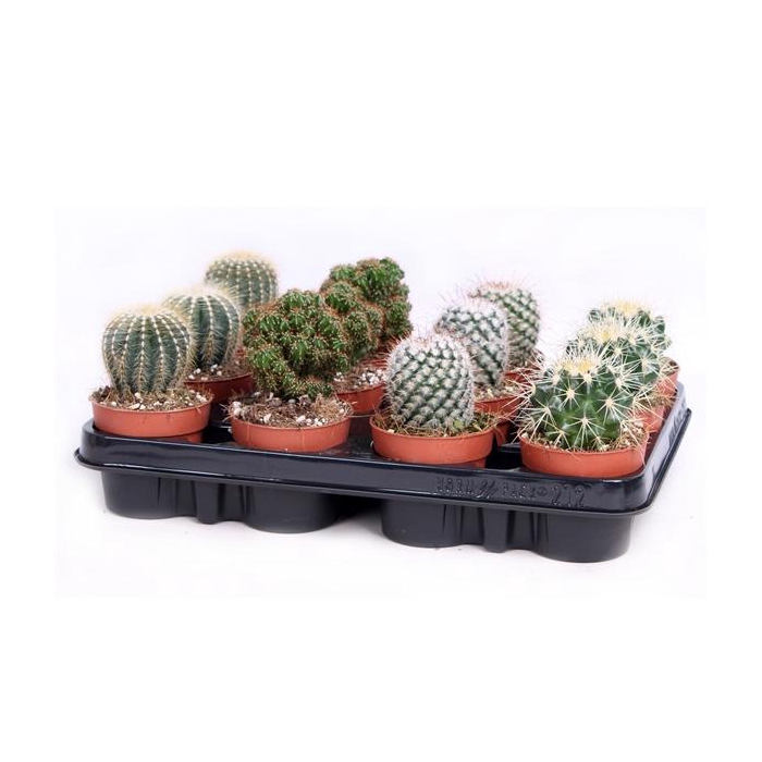 <h4>Cactus bollen mix 8,5 cm</h4>