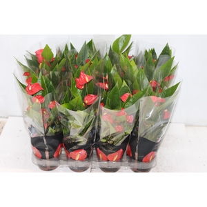 ANTHURIUM MINI MILLION FLOWERS P09