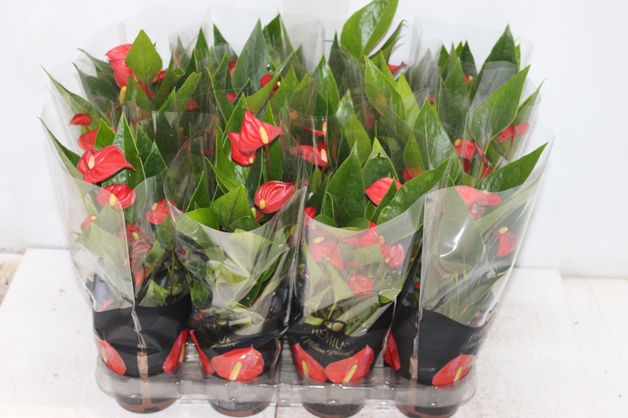 <h4>ANTHURIUM MINI MILLION FLOWERS P09</h4>