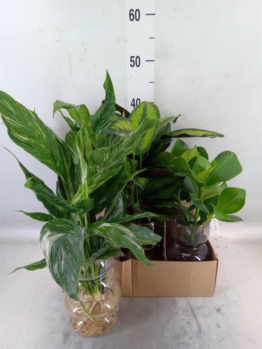 <h4>Planten  ..mix</h4>