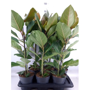 Ficus benghalensis 'Joy'