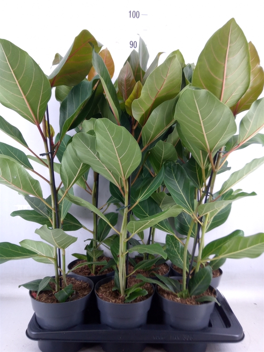 <h4>Ficus benghalensis 'Joy'</h4>