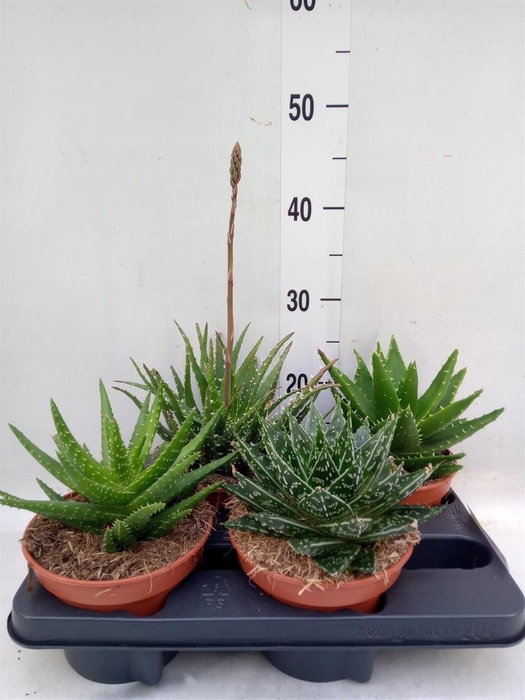 <h4>Aloe ...mix</h4>