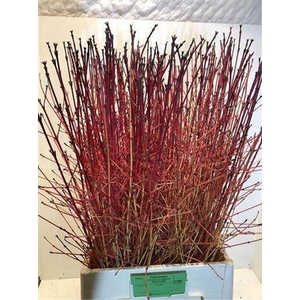 Cornus Sa Winter Beauty