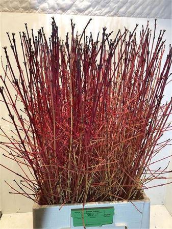 <h4>Cornus Sa Winter Beauty</h4>