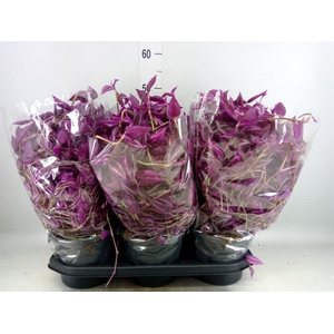 Tradescantia zebr. 'Pink Paradise'