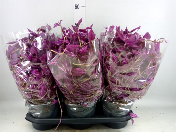 <h4>Tradescantia zebr. 'Pink Paradise'</h4>