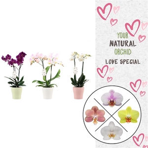Phal. 2 spike Love Mix in keramiek