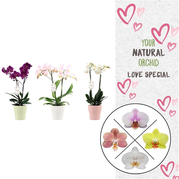 <h4>Phal. 2 spike Love Mix in keramiek</h4>