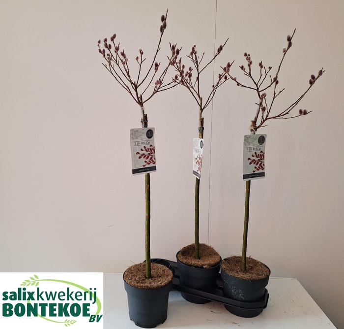 <h4>SALIX MT. ASO</h4>