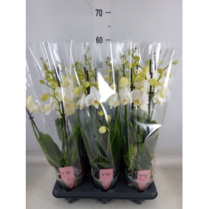 Phalaenopsis  'Ant Inverness'