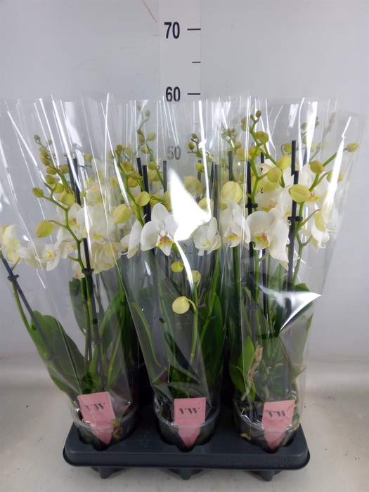 <h4>Phalaenopsis  'Ant Inverness'</h4>