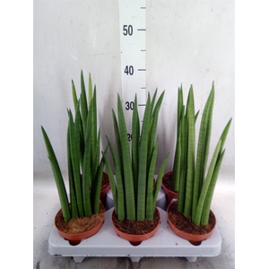 Sansevieria   ...