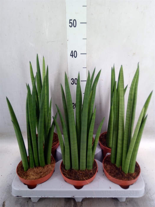 <h4>Sansevieria   ...</h4>